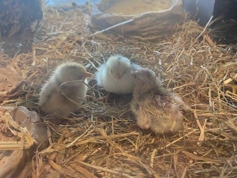 Three tiny chicks have hatched at City of Portsmouth College's Animal Care Centre
