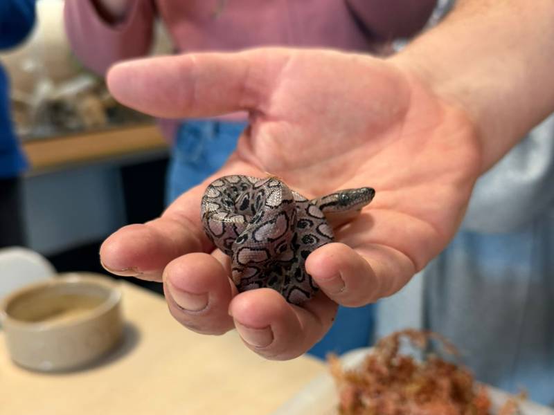 Ronaldo the snake gave birth to 12 new babies - this is one of them, held by handler Peter Quinlan