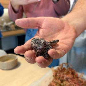 Ronaldo the snake gave birth to 12 new babies - this is one of them, held by handler Peter Quinlan