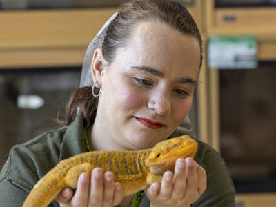 Student handling a bearded dragon in a classroom, demonstrating animal care and hands-on learning at City of Portsmouth College.