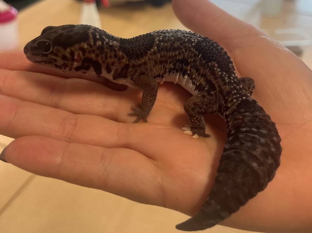A gecko sits on the hand of a member of staff