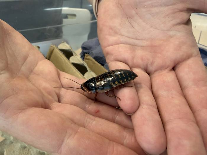 An animal care handler with a Dubia cockroach