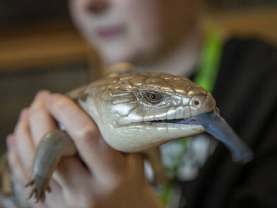A blue tongued lizard 