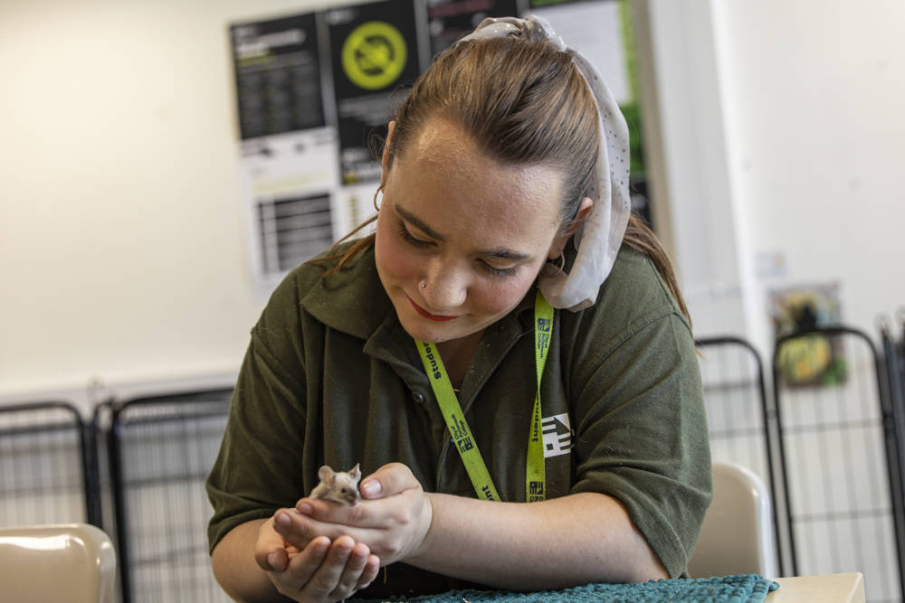 An animal care student holding a mouse in her hands