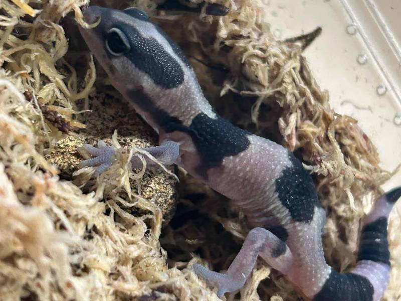 A baby gecko in his bedding