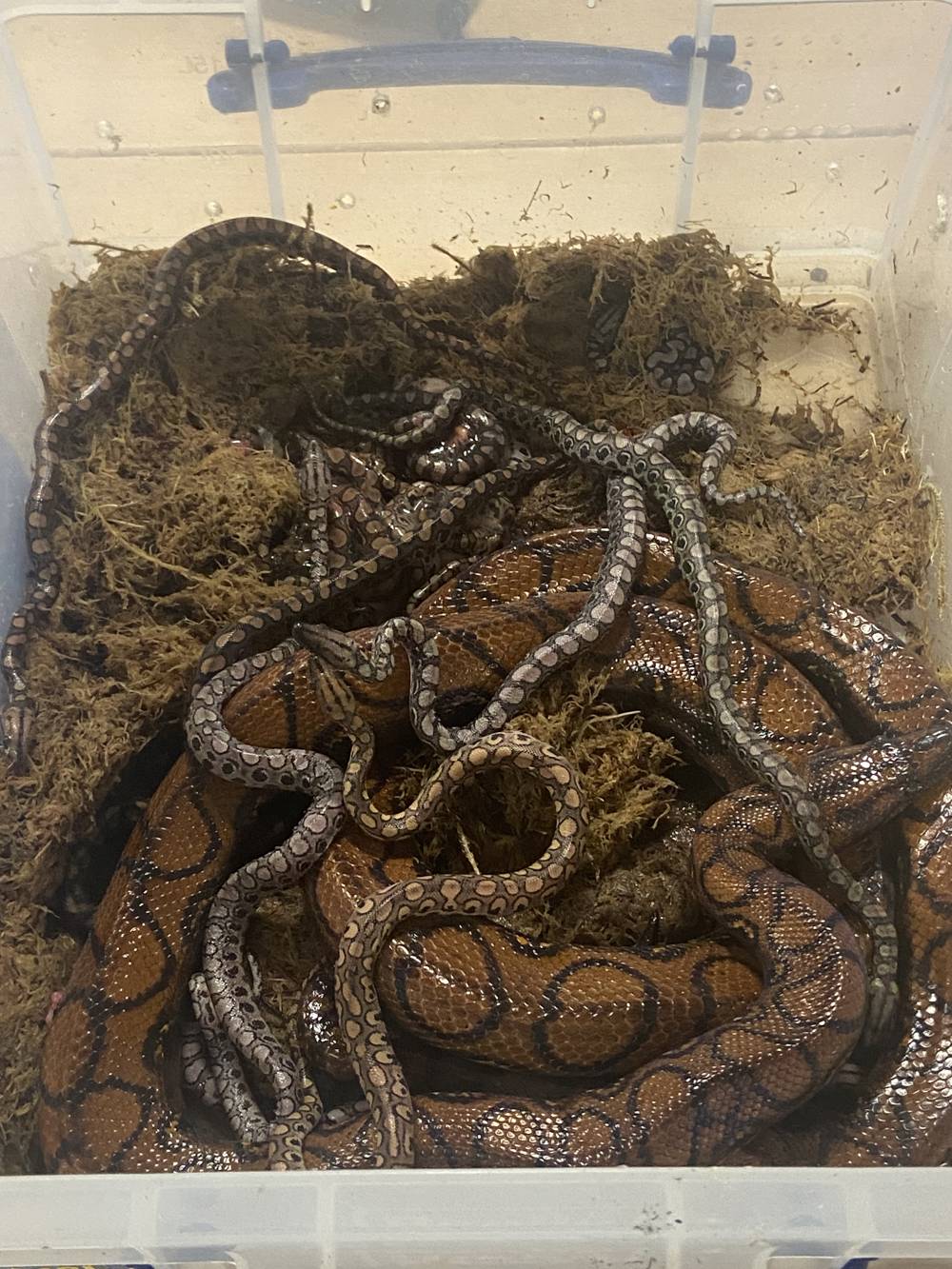 Ronaldo the snake with her 12 new babies